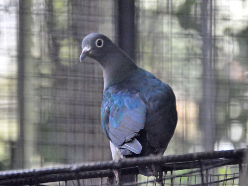 Ducula perspicillata / Moluccan imperial pigeon at Avilon Zoo