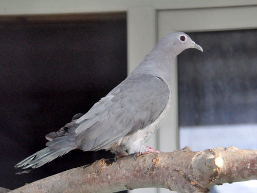 Ducula pickeringii / Grey imperial pigeon at Wildlife Park DoDo