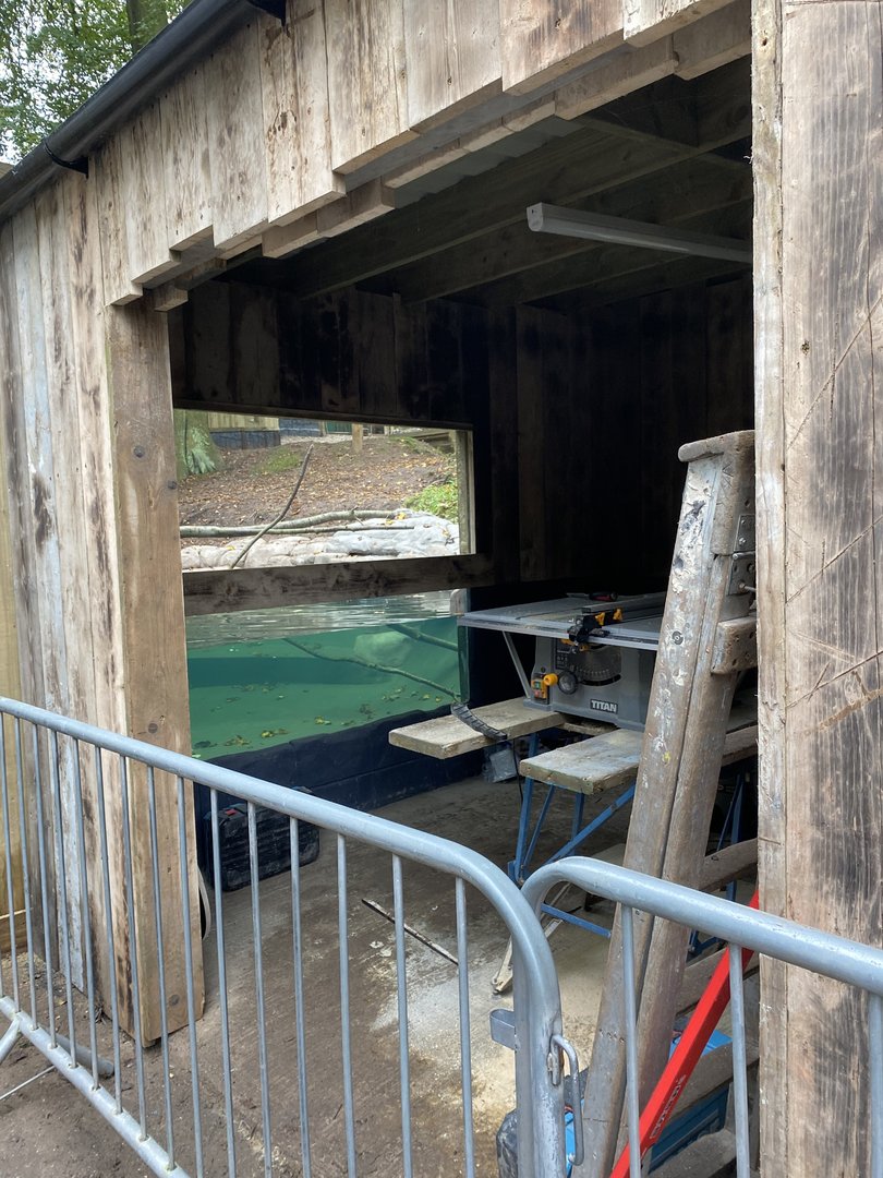 Dudley new bush dog enclosure, WIP, water viewing