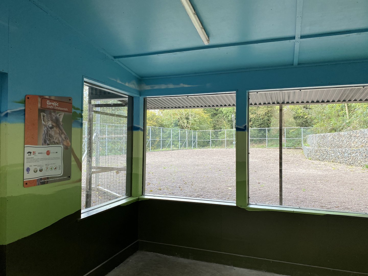 Dudley, new giraffe paddock viewing windows