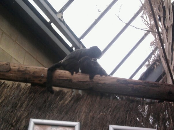 Dudley, October 2009