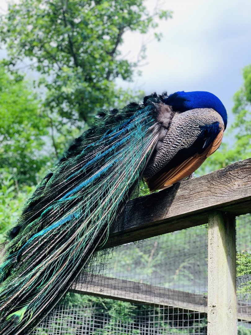 Dudley Zoo - 16th June 2020 (Covid-Secure Zoo)