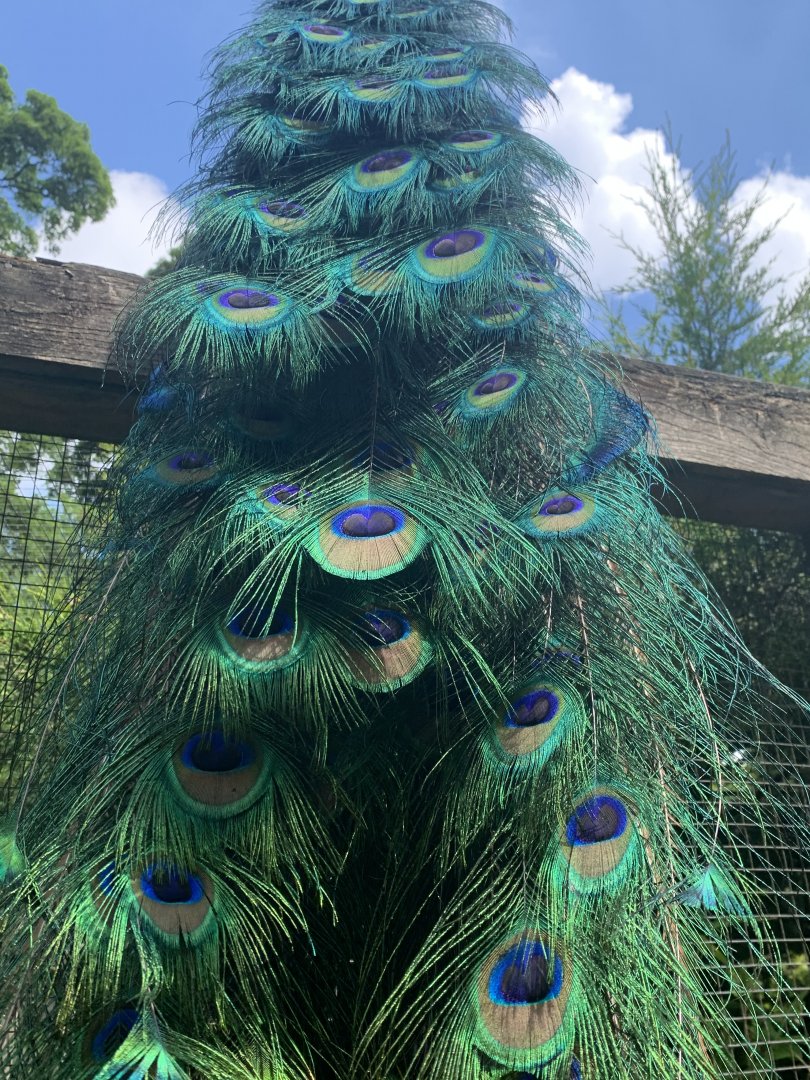 Dudley Zoo - 16th June 2020 (Covid-Secure Zoo)