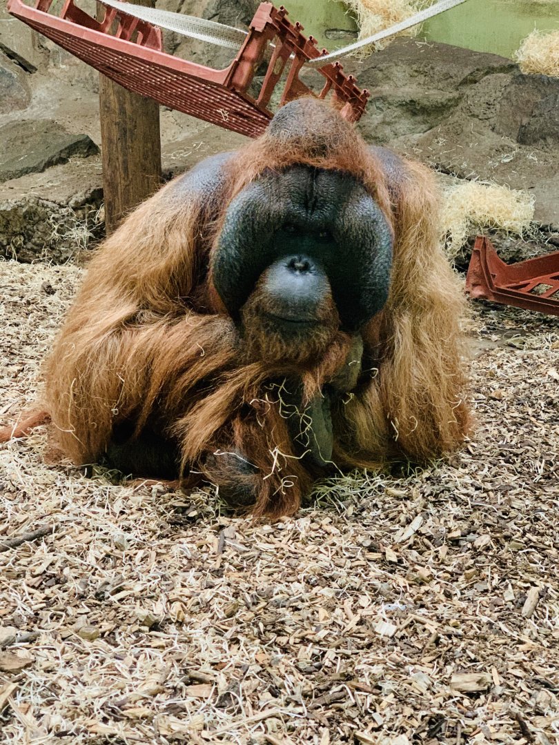 Dudley Zoo - 16th June 2020 (Covid-Secure Zoo)