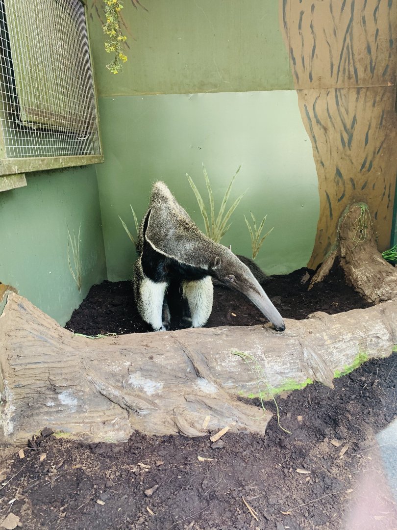 Dudley Zoo - 16th June 2020 (Covid-Secure Zoo)