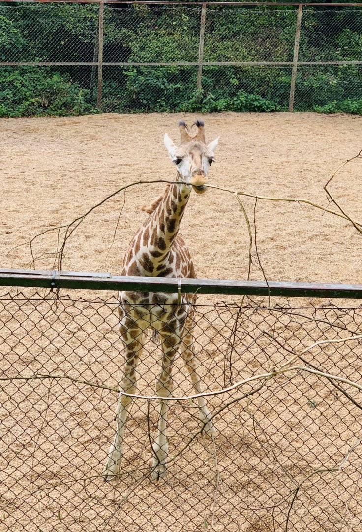 Dudley Zoo - 16th June 2020 (Covid-Secure Zoo)