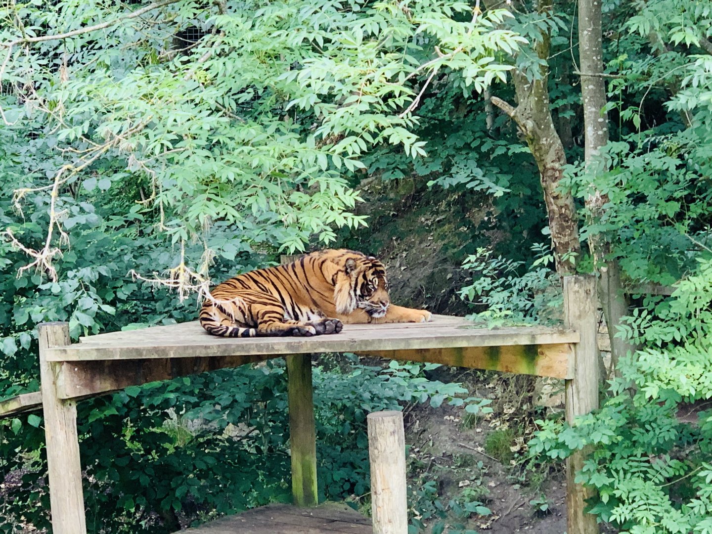 Dudley Zoo - 16th June 2020 (Covid-Secure Zoo)