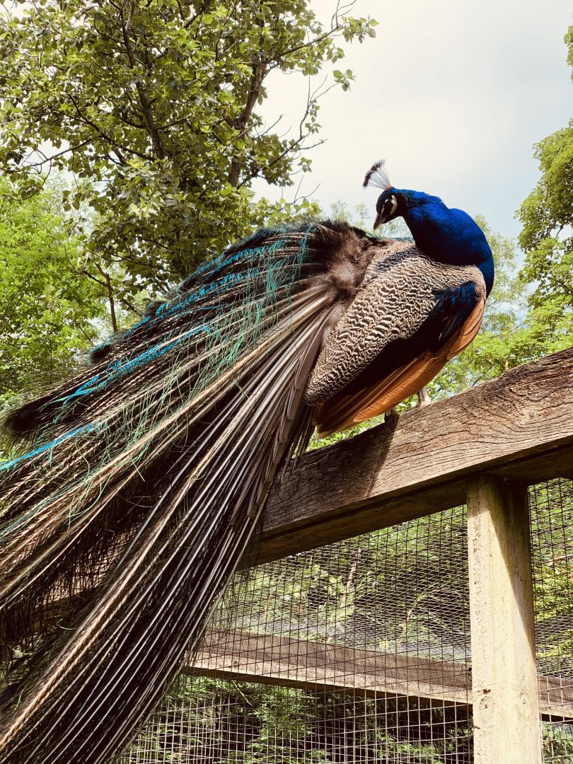 Dudley Zoo - 16th June 2020 (Covid-Secure Zoo)