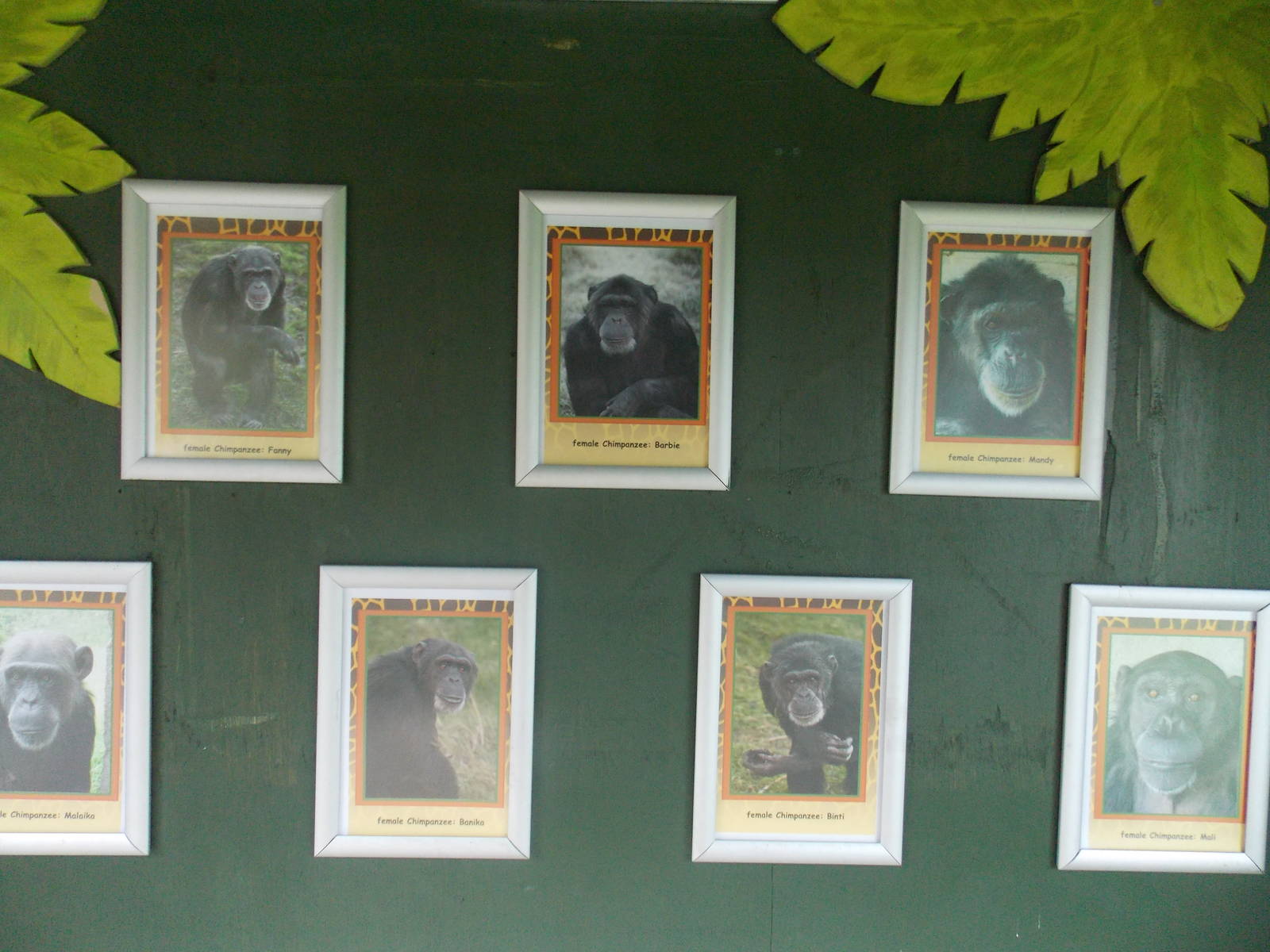 Dudley Zoo's 7 female Chimps