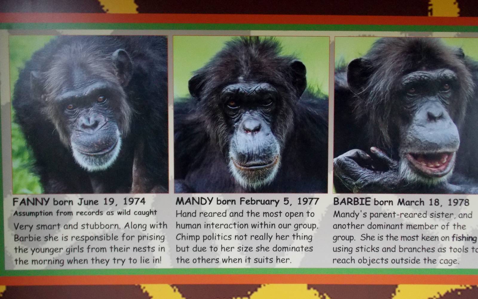 Dudley's chimps