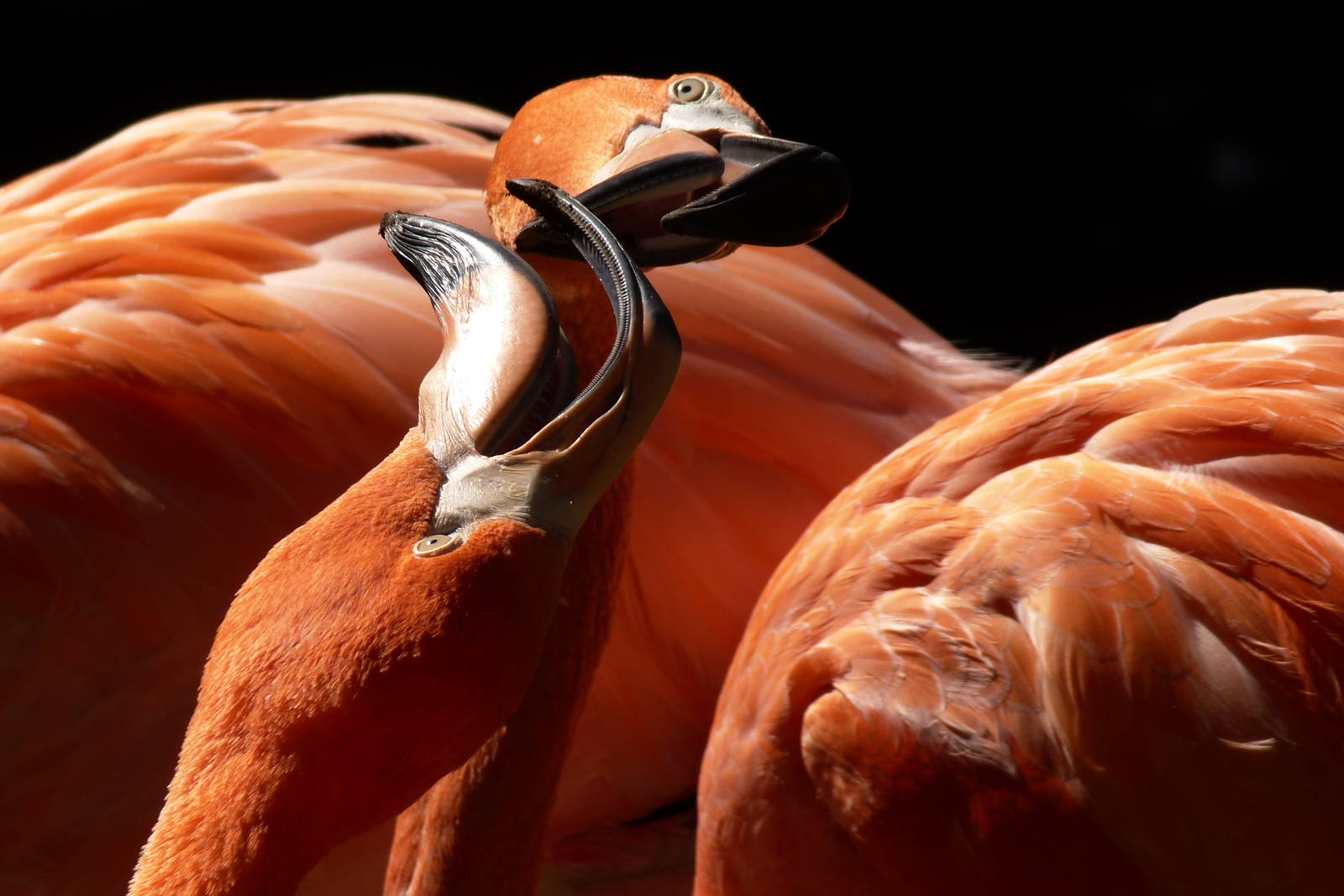 Dueling Flamingos 10-11-12