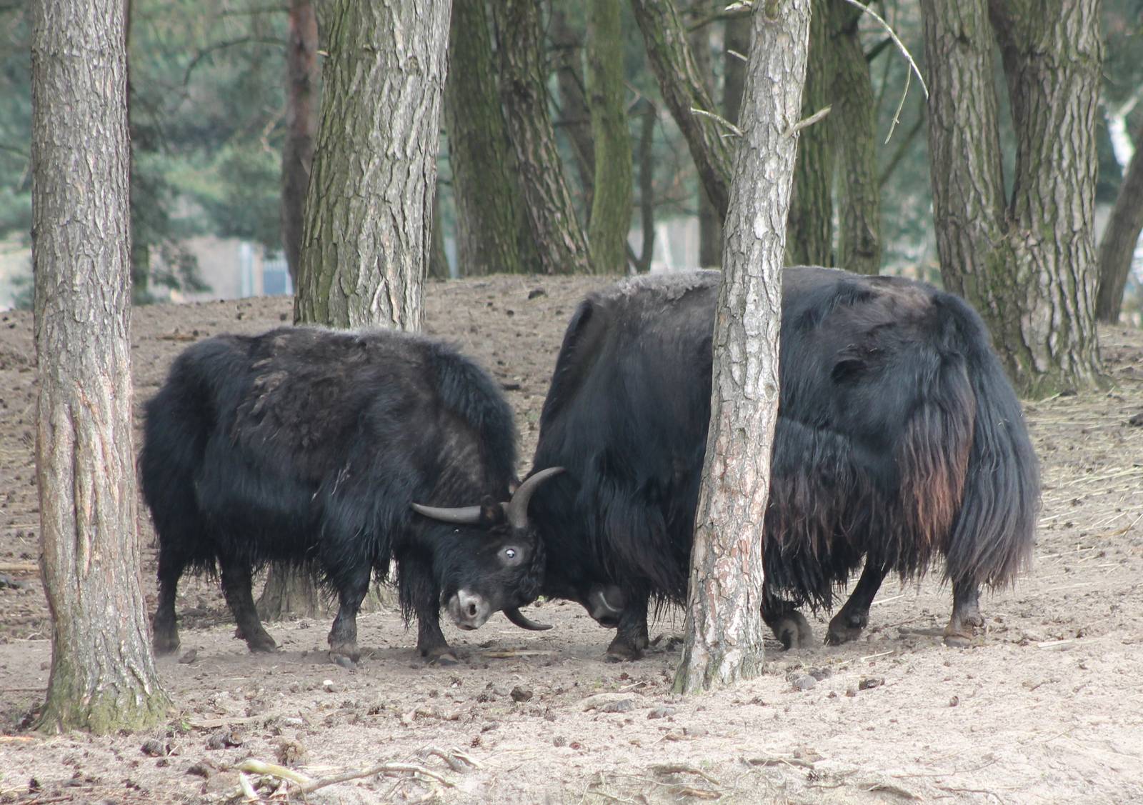 Dueling Yaks