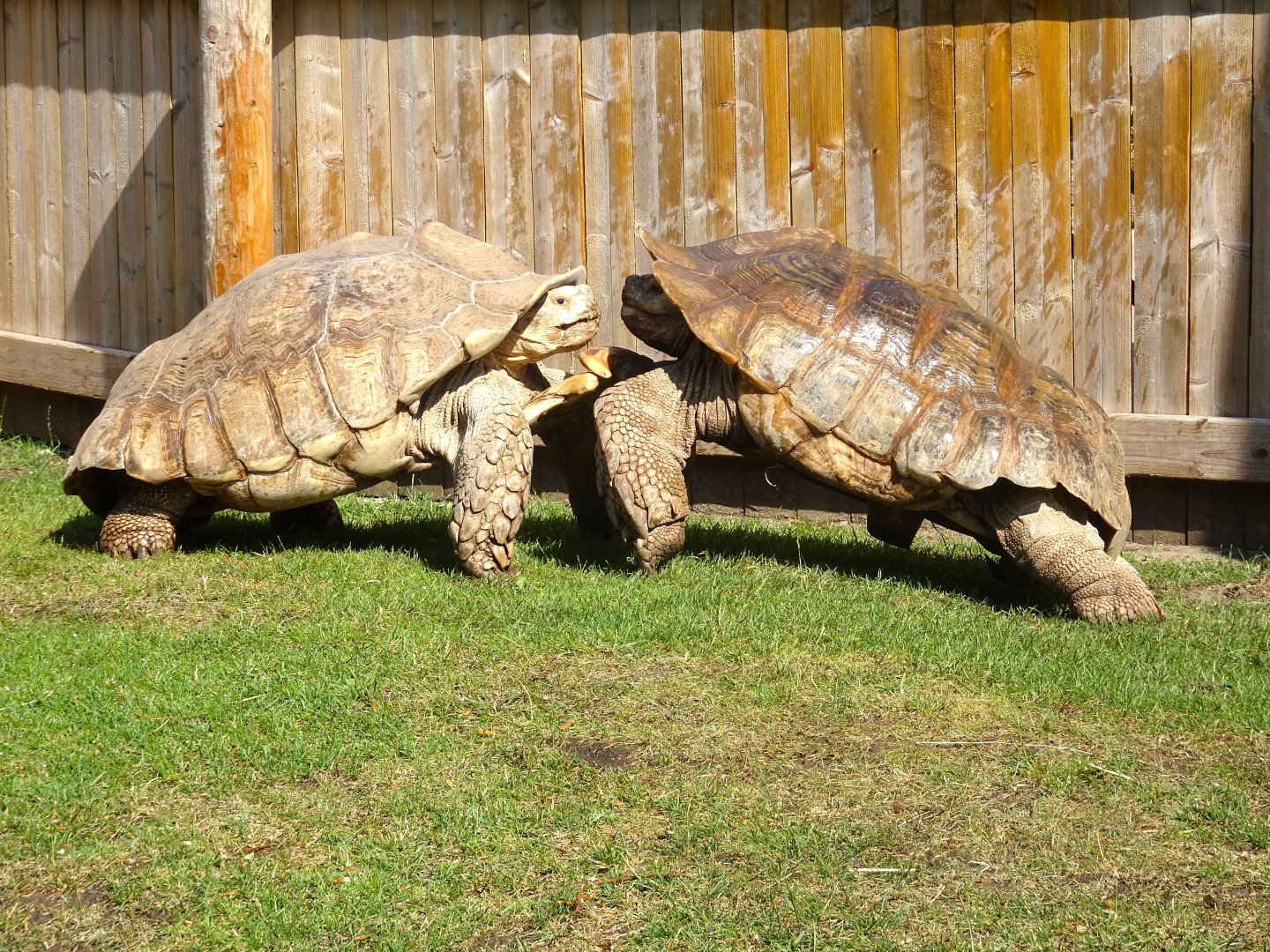 Duelling Tortoises Blackpool Zoo 13 July 2025