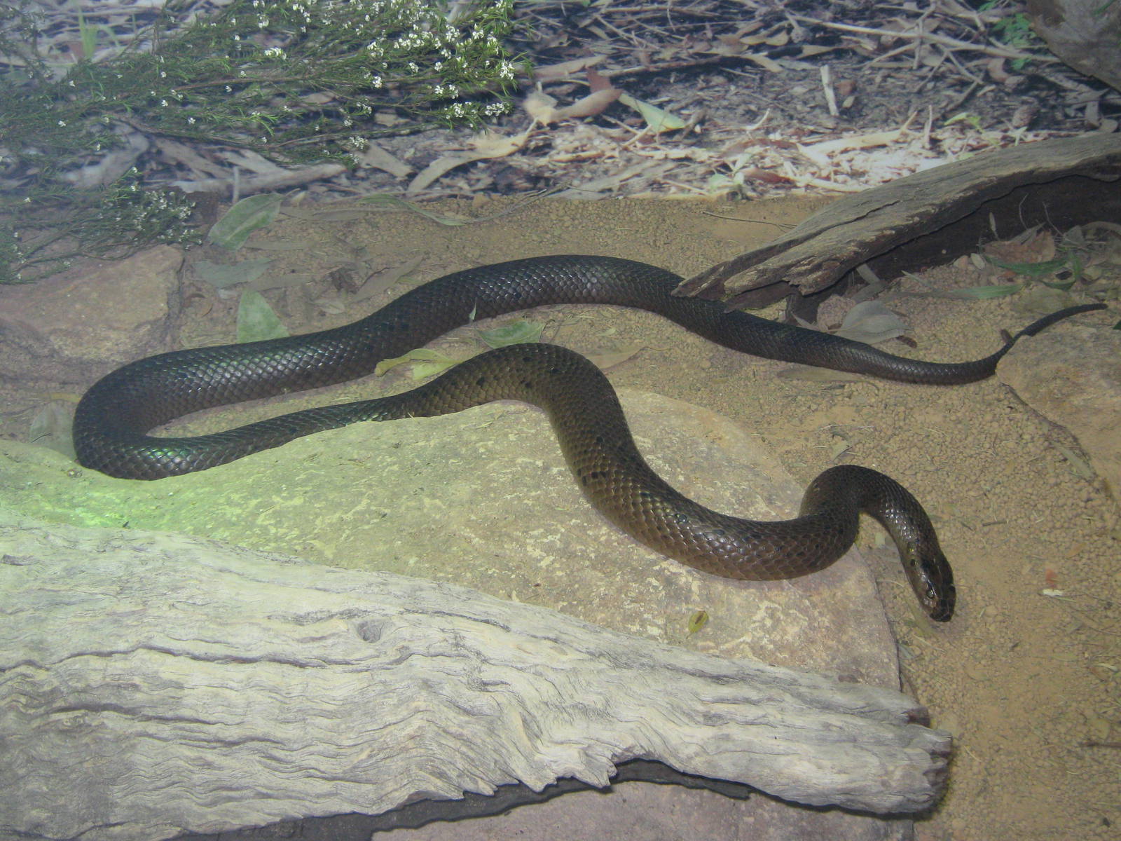 dugite (Pseudonaja affinis)