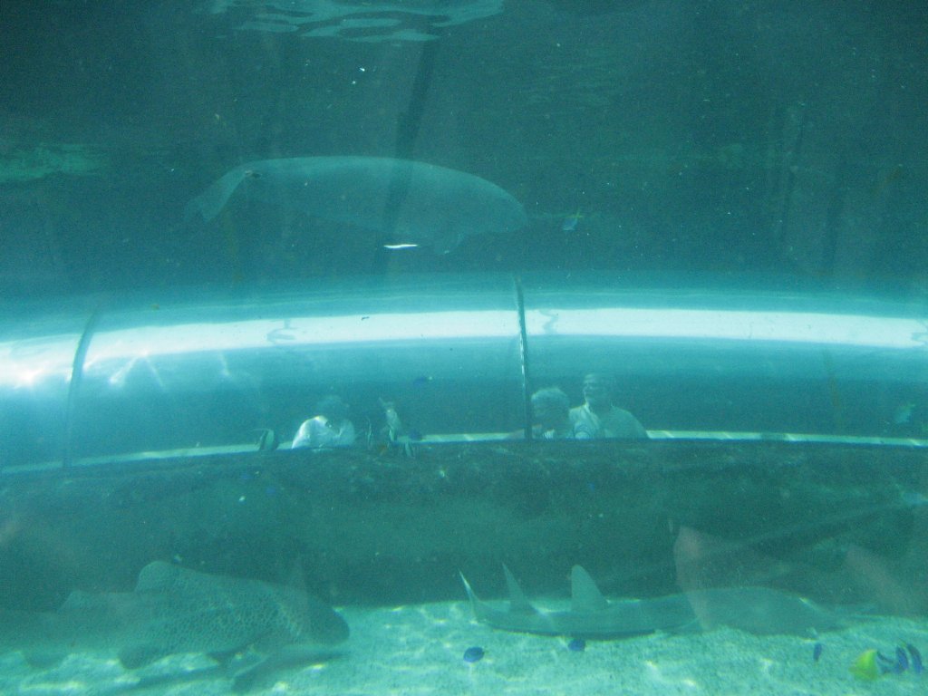 Dugong above tunnel