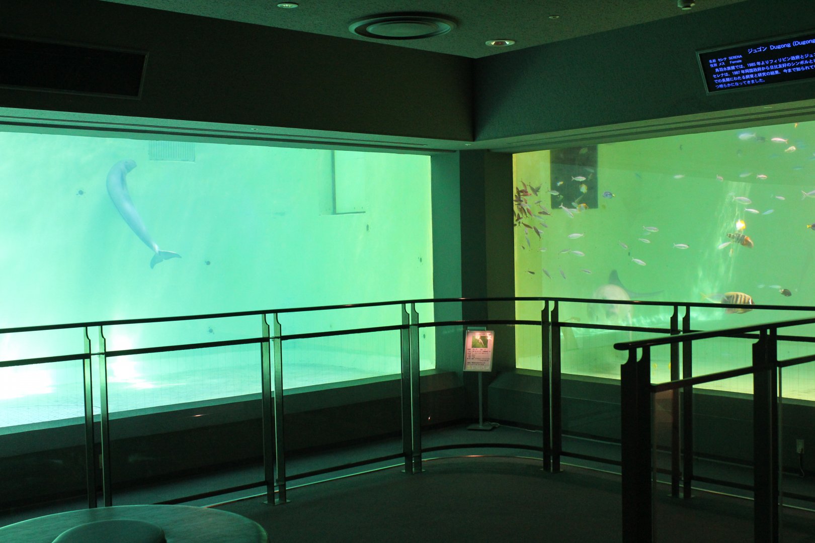 Dugong and finless porpoise