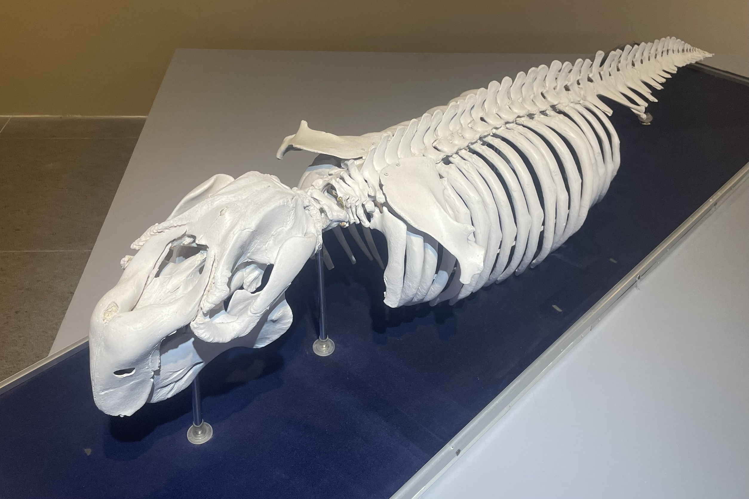 Dugong (Dugong dugon) Specimen