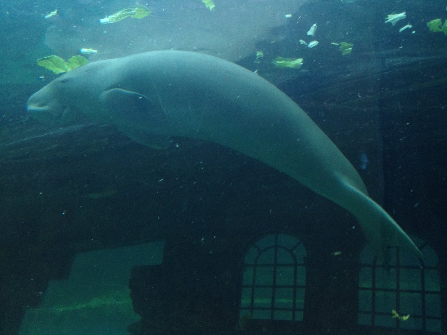 Dugong (Dugong dugon)