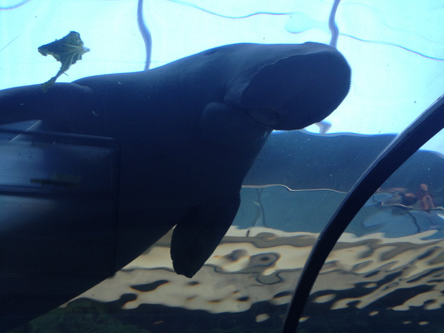 Dugong (Dugong dugon)