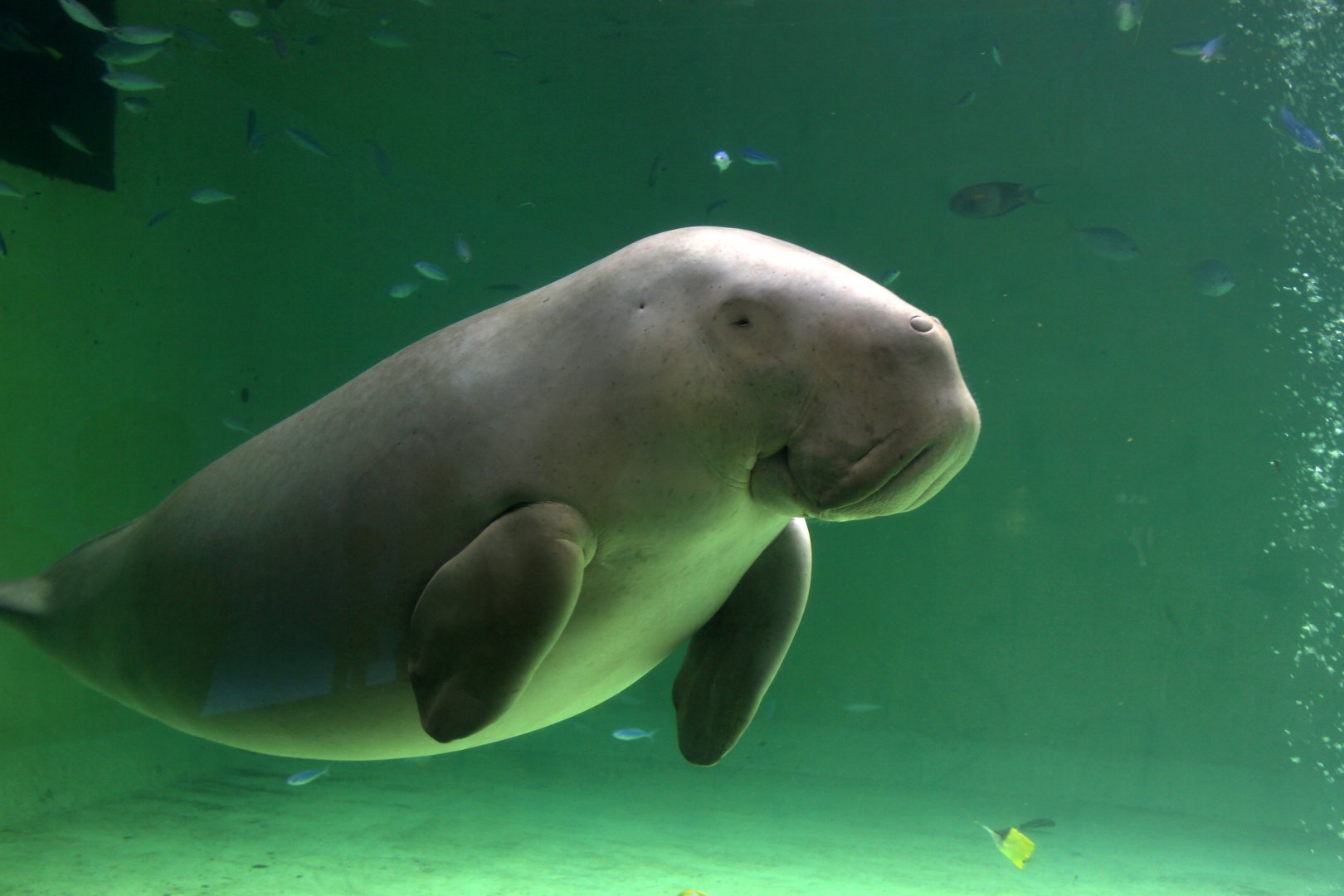 Dugong (Dugong dugon)