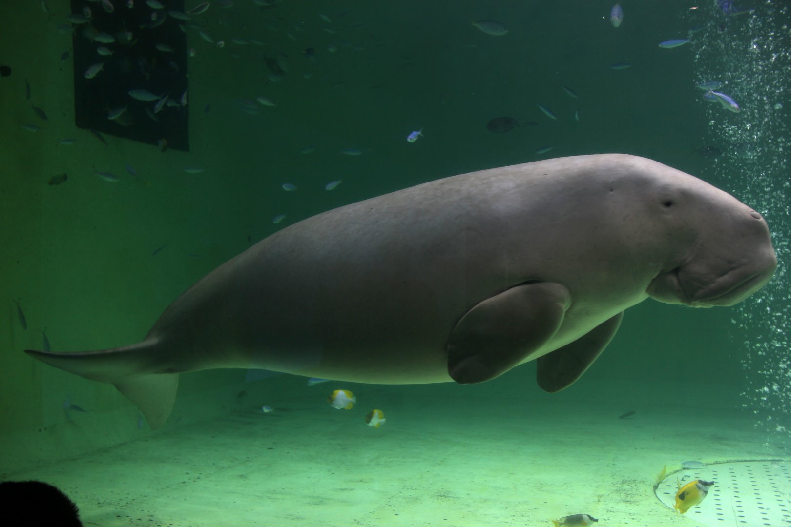 Dugong (Dugong dugon)
