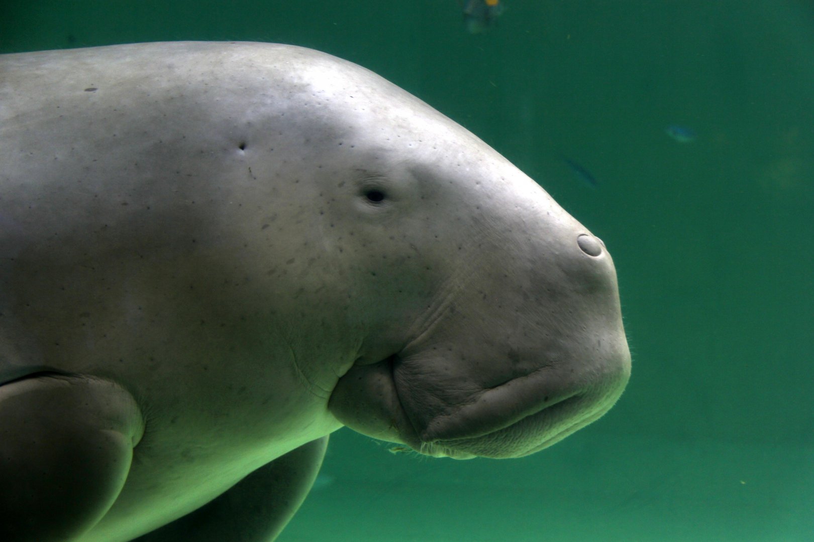 Dugong (Dugong dugon)