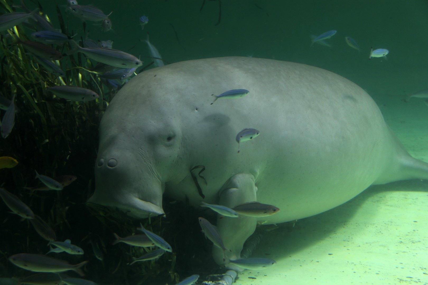 Dugong (Dugong dugon)