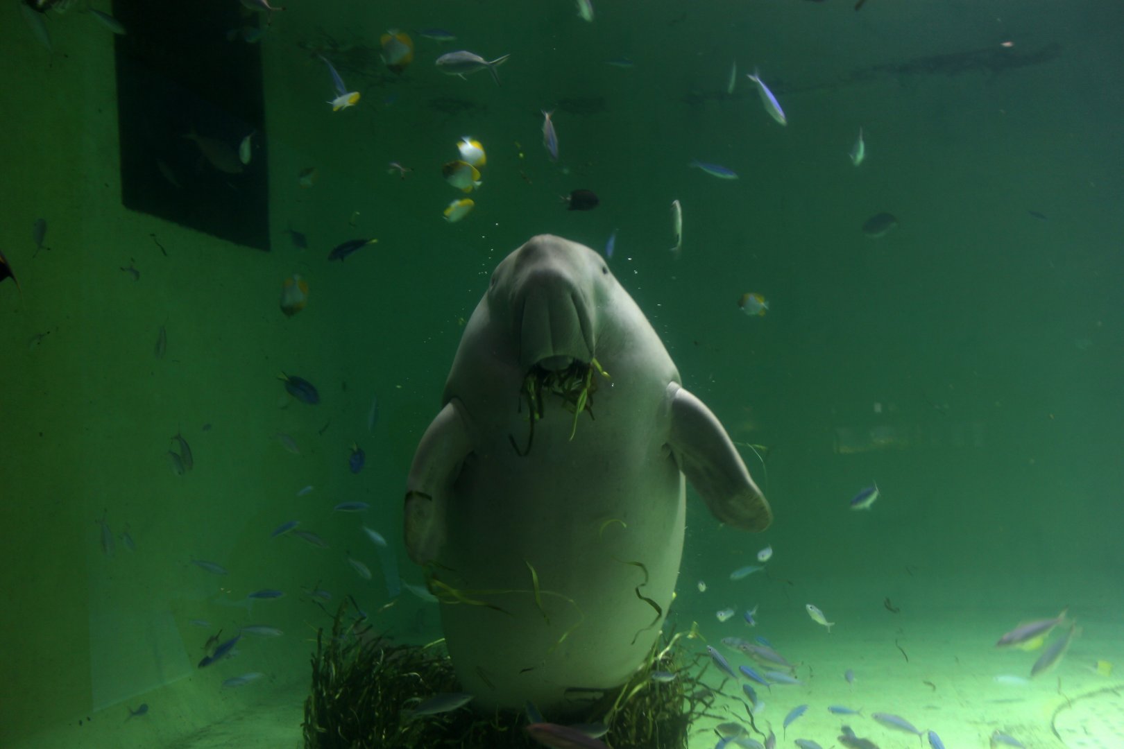 Dugong (Dugong dugon)