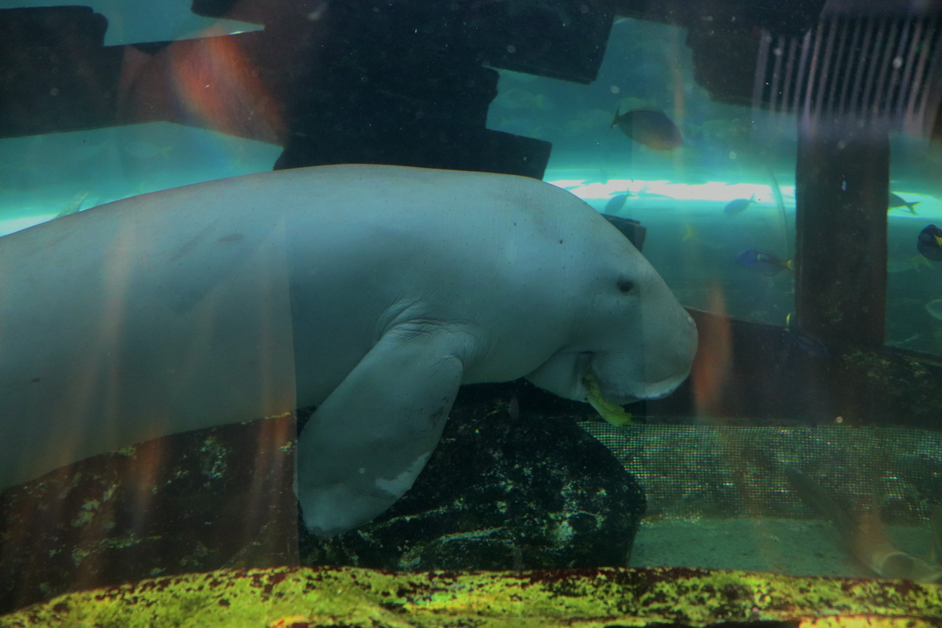 Dugong (Dugong dugon)