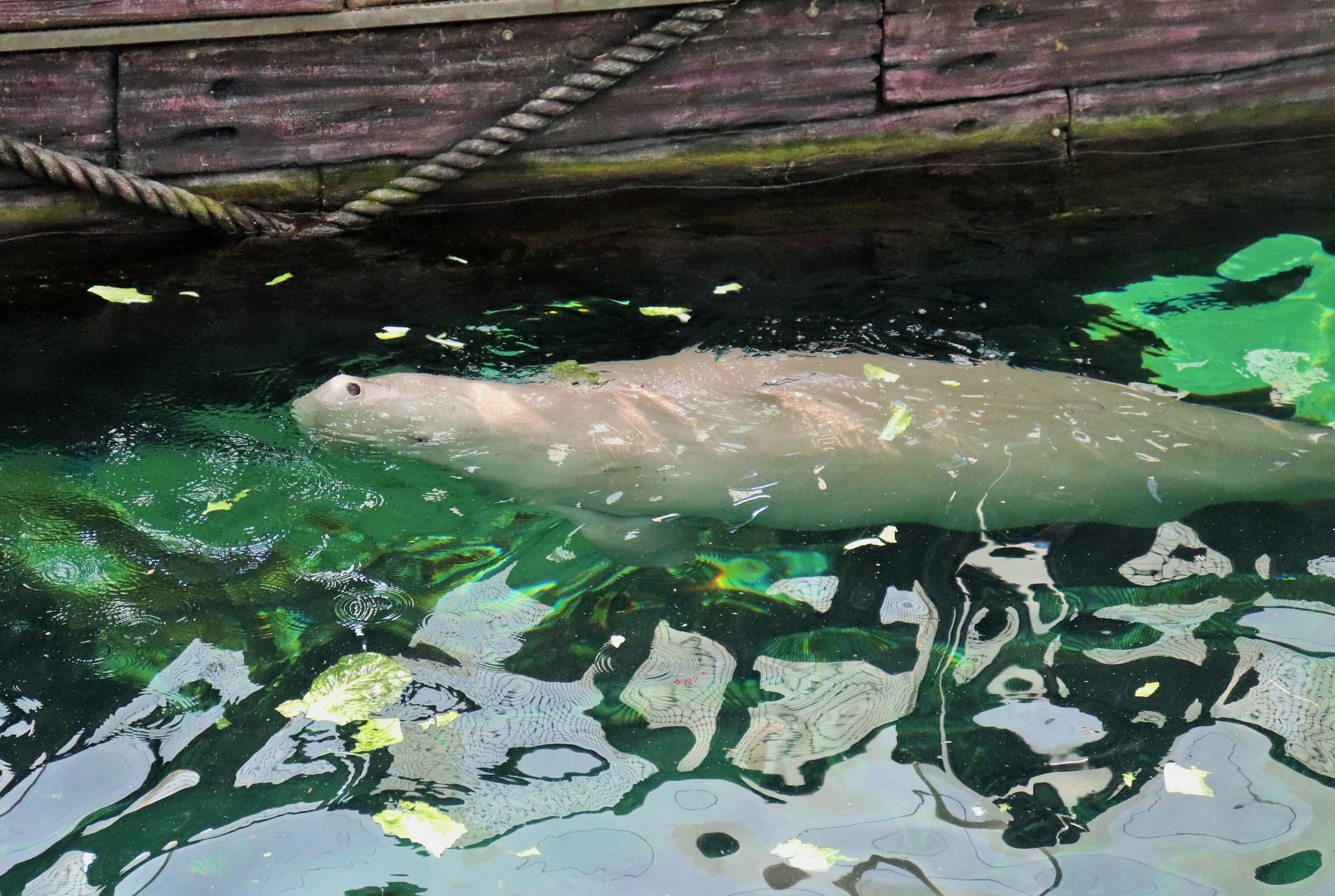 Dugong (Dugong dugon)