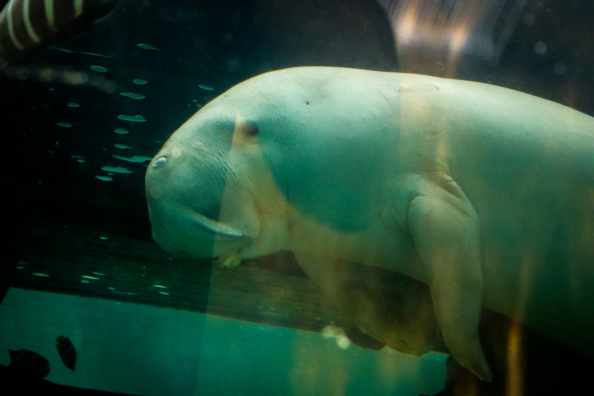 Dugong (Dugong dugon)