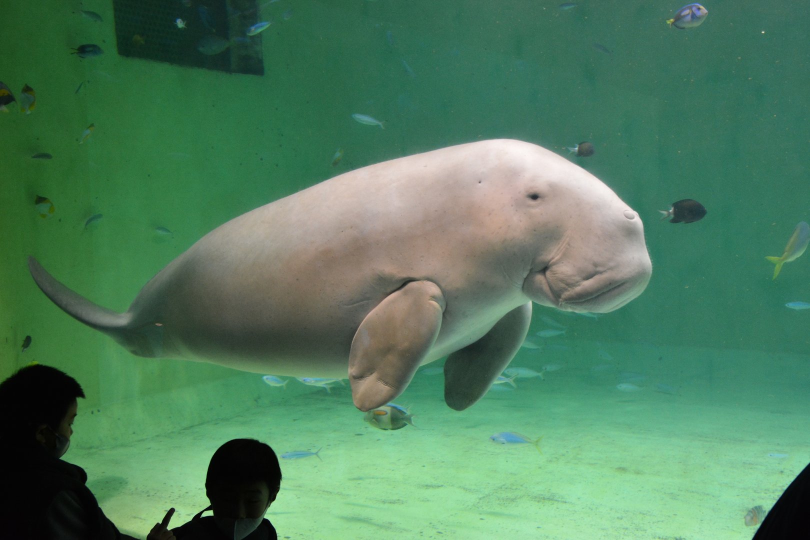 Dugong (Dugong dugon)