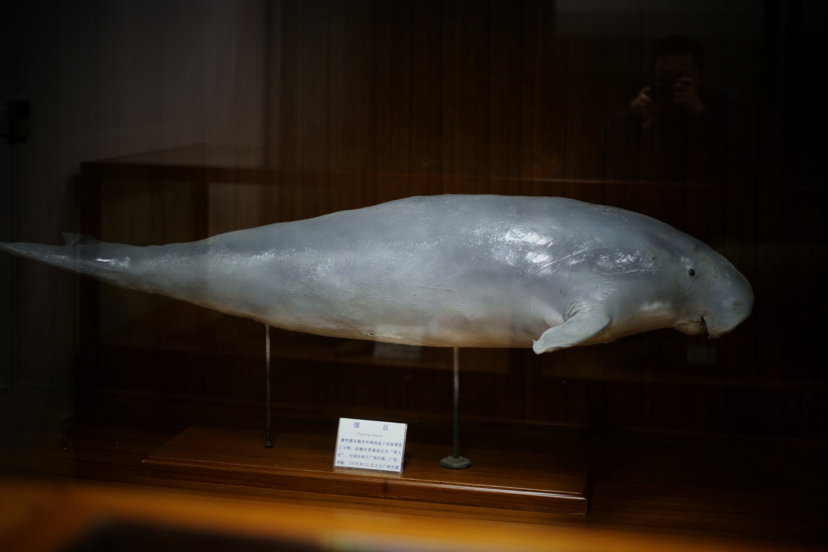 Dugong (Dugong dugon)