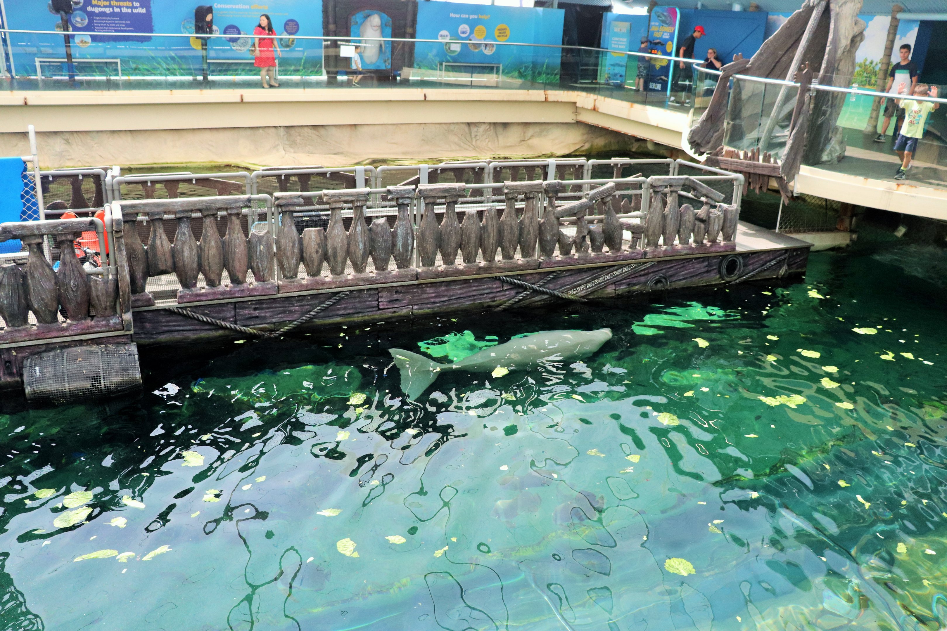 Dugong Feeding Platform