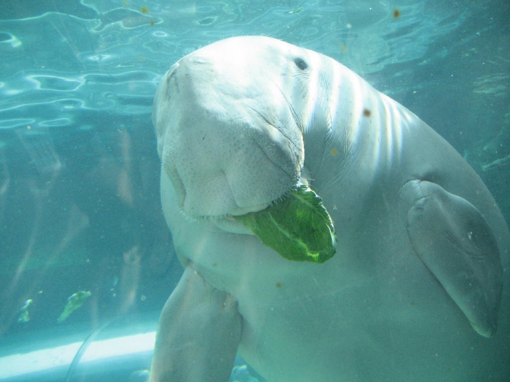 Dugong feeding