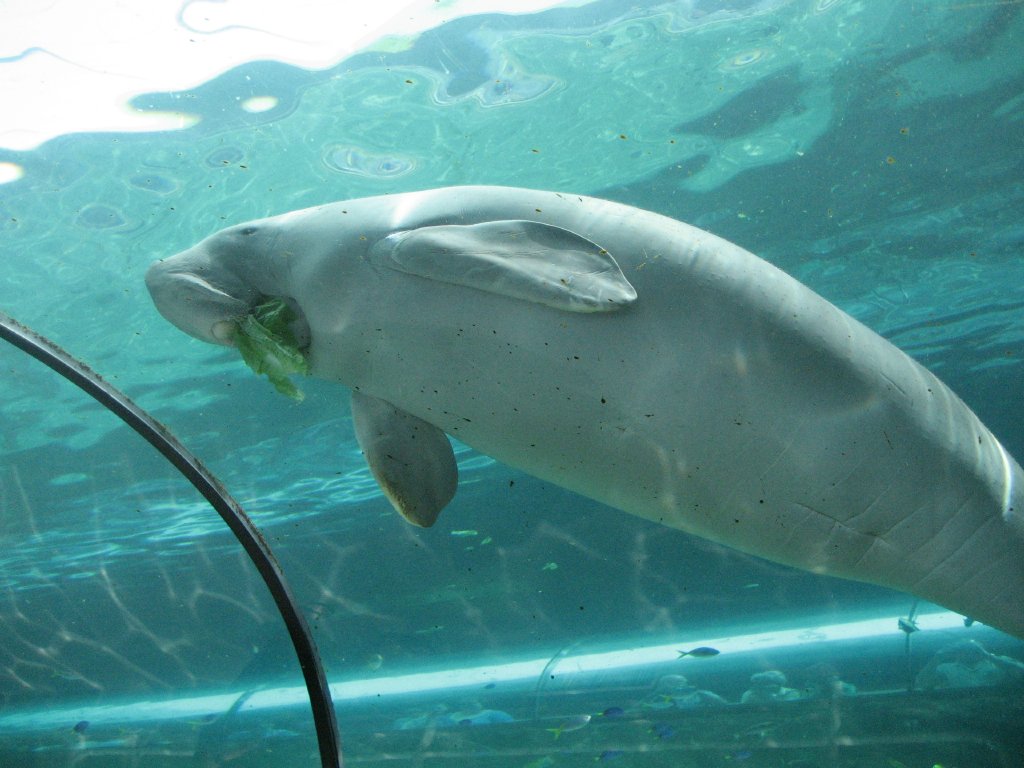 Dugong feeding