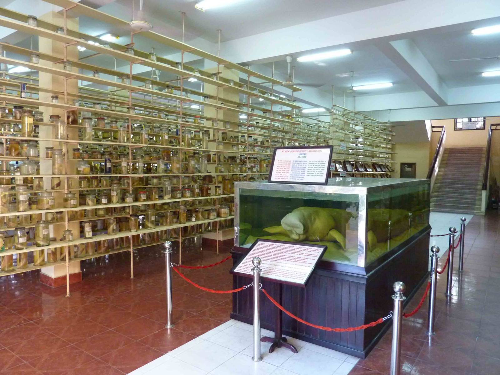 Dugong in the spirit room, May 2013.