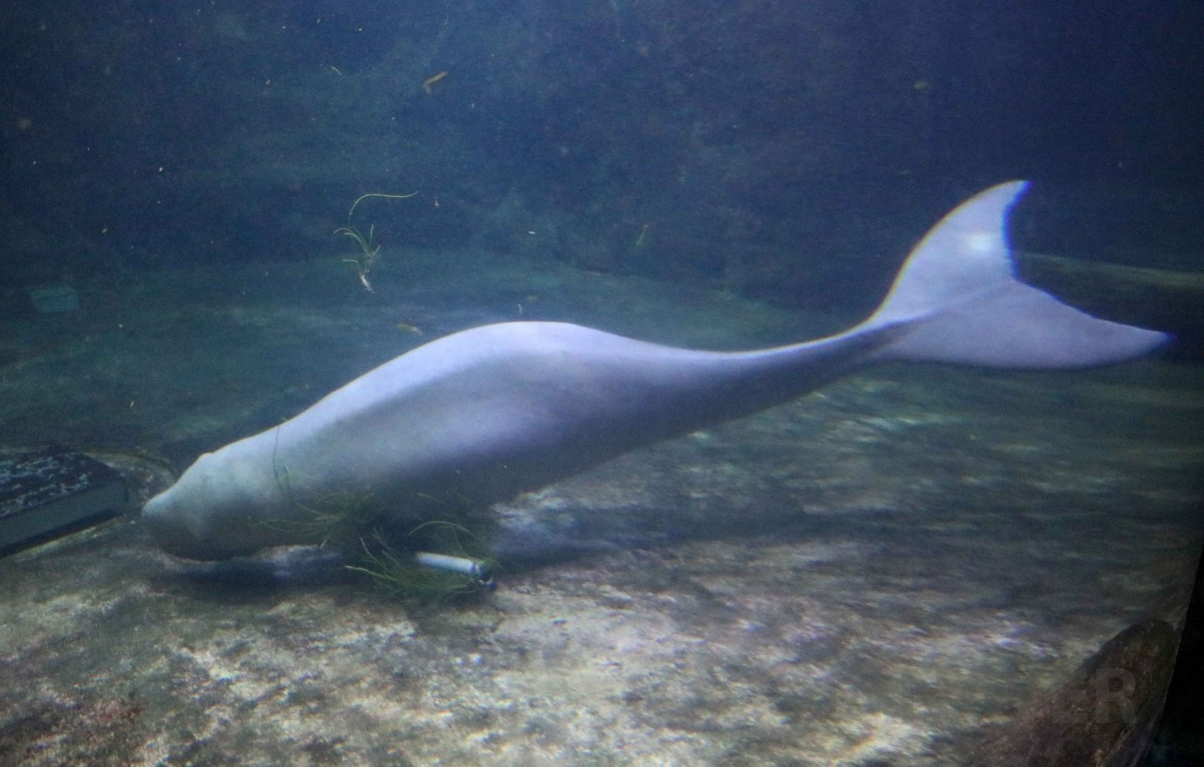 Dugong, June 2016