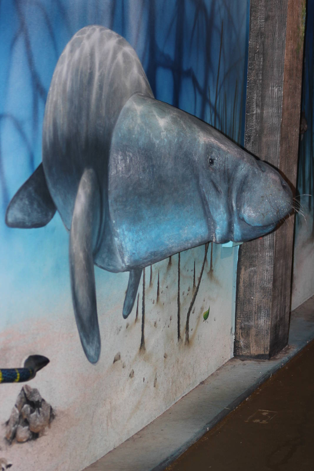 Dugong model