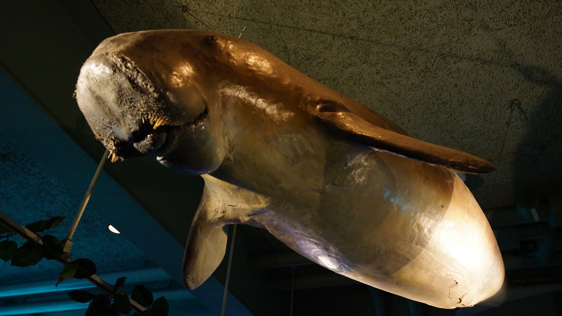 Dugong Model