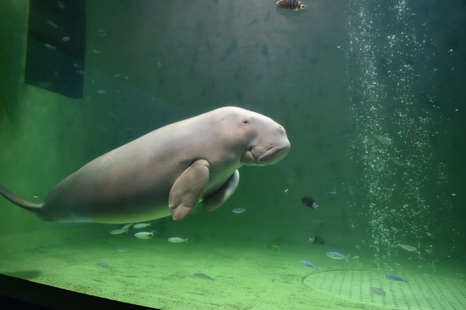 Dugong ~ October 28th, 2022