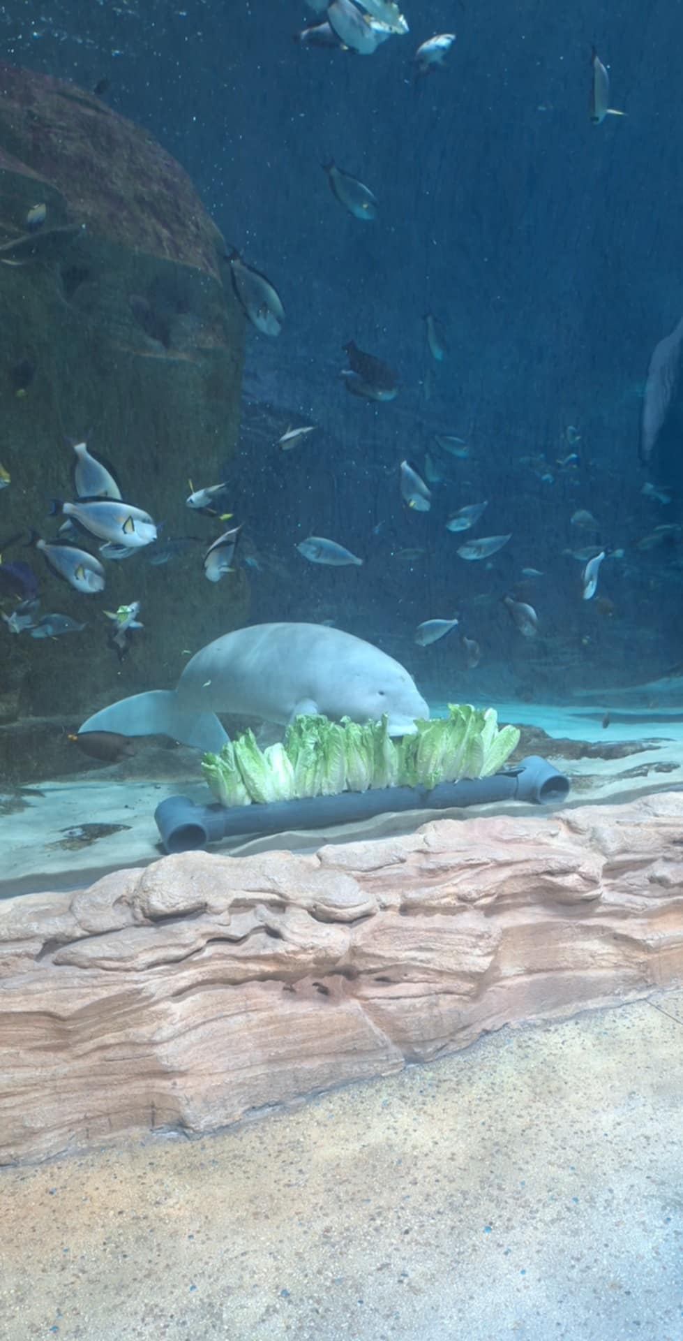 Dugong - Sea World Abu Dhabi