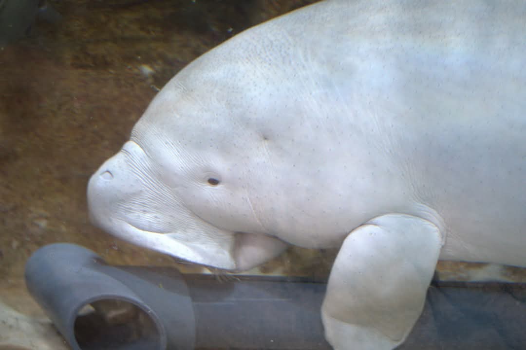 Dugong,  Sea World Abu Dhubi