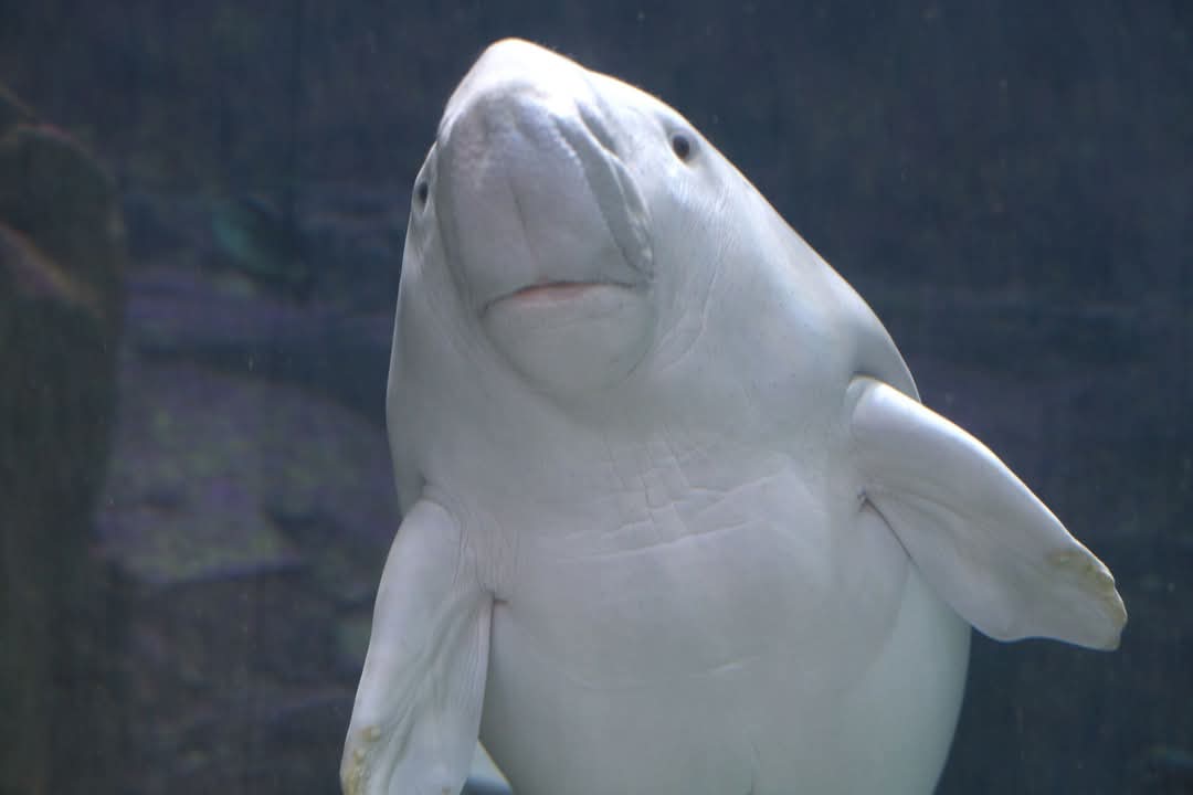 Dugong,  Sea World Abu Dhubi