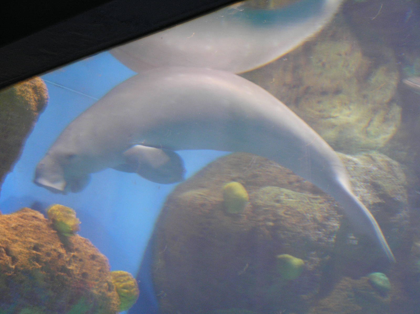 Dugong - Seaworld Gold coast 2005