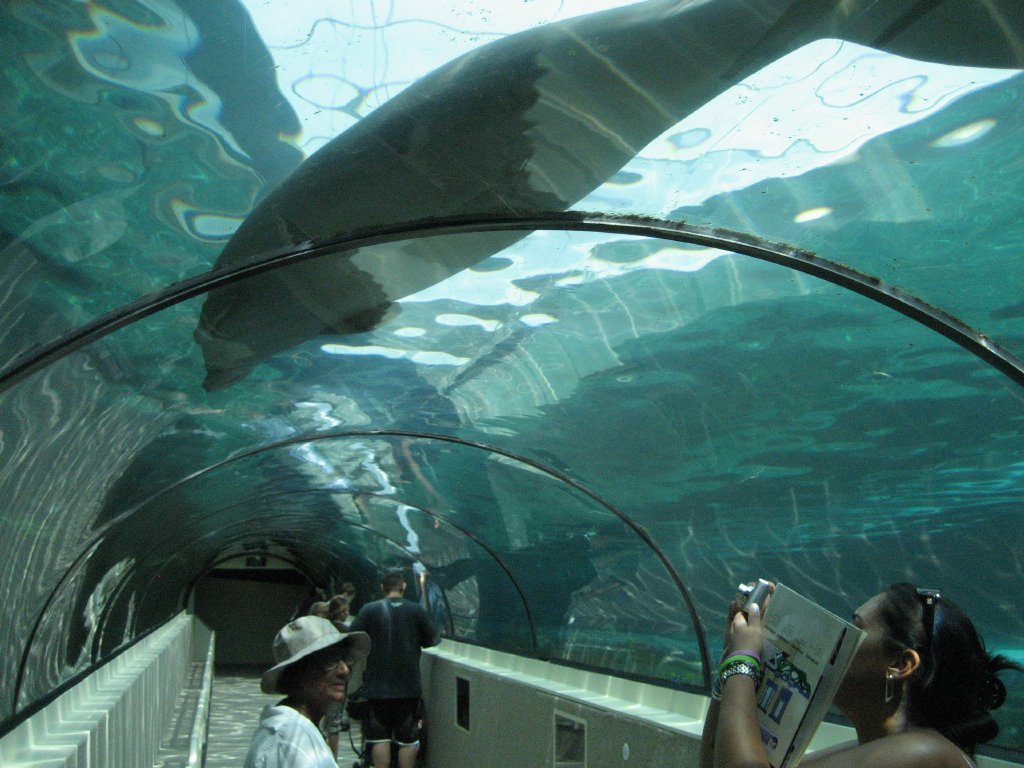Dugong sitting on top of tunnel