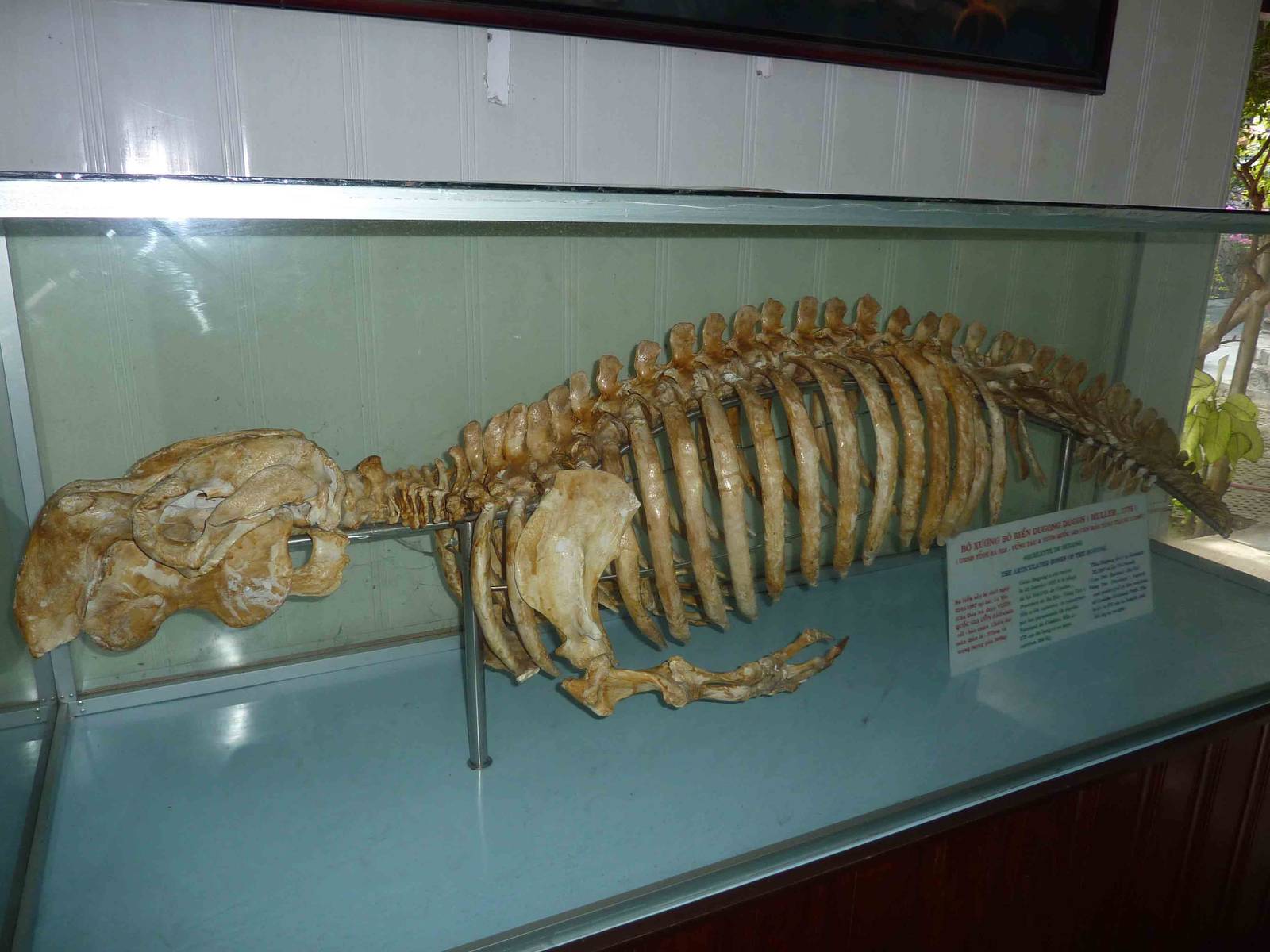 Dugong skeleton, May 2013.