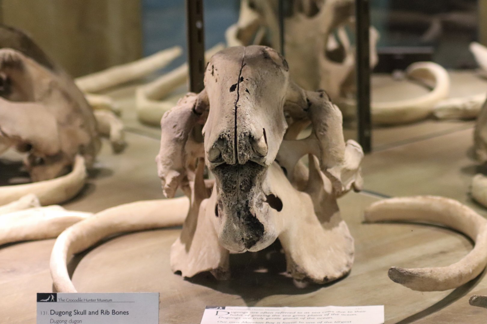 Dugong Skull