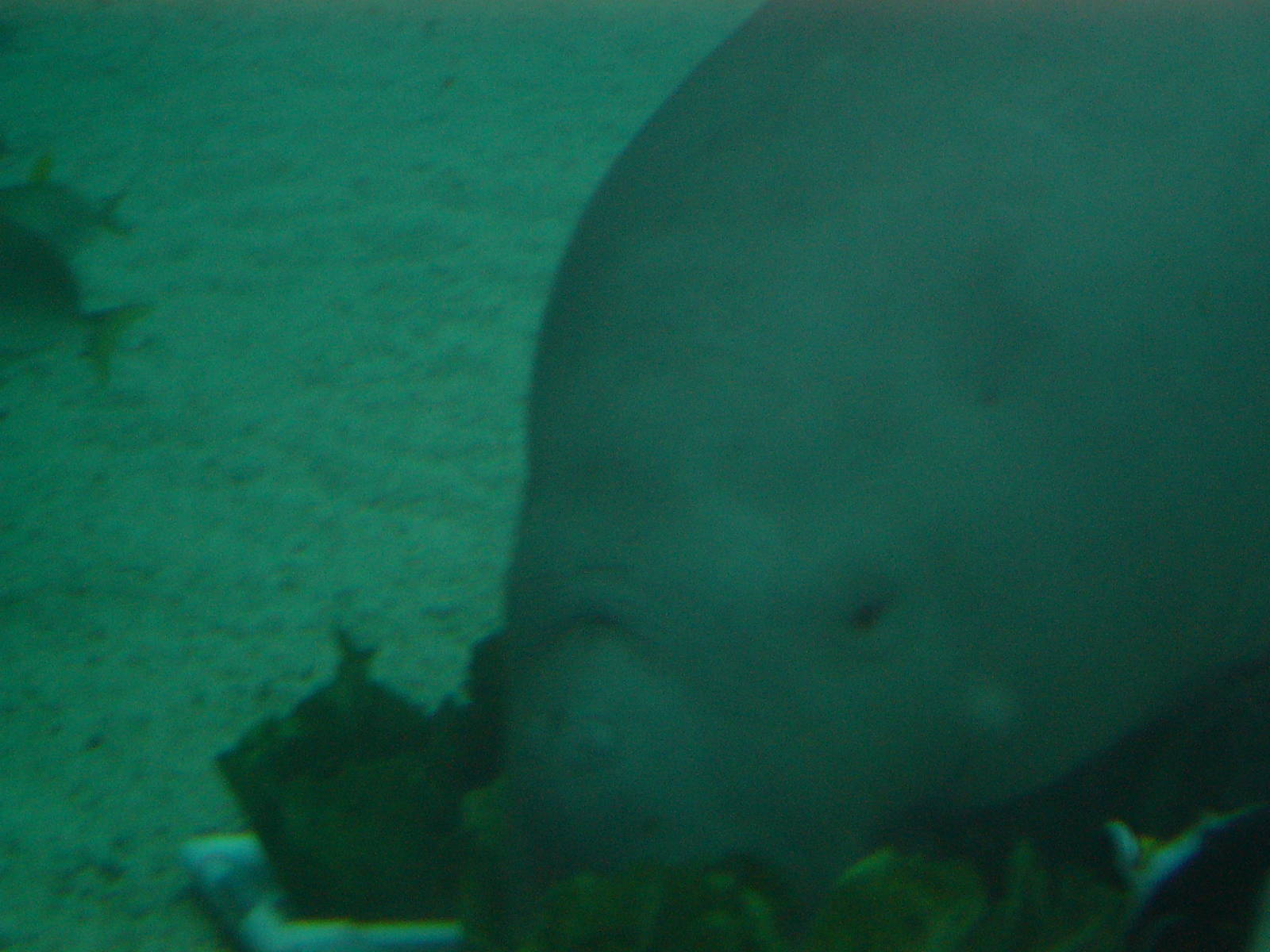 Dugong