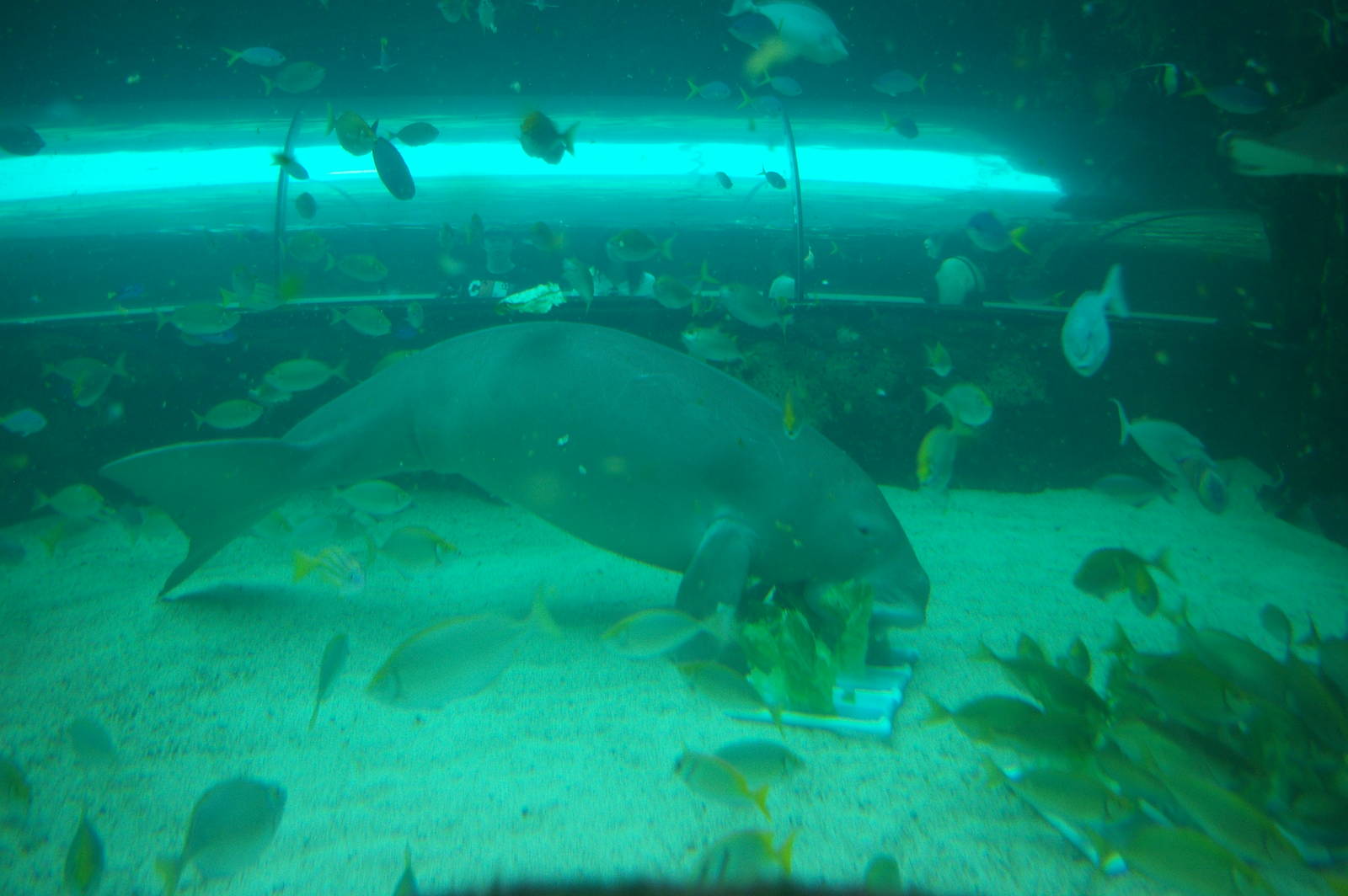 dugong